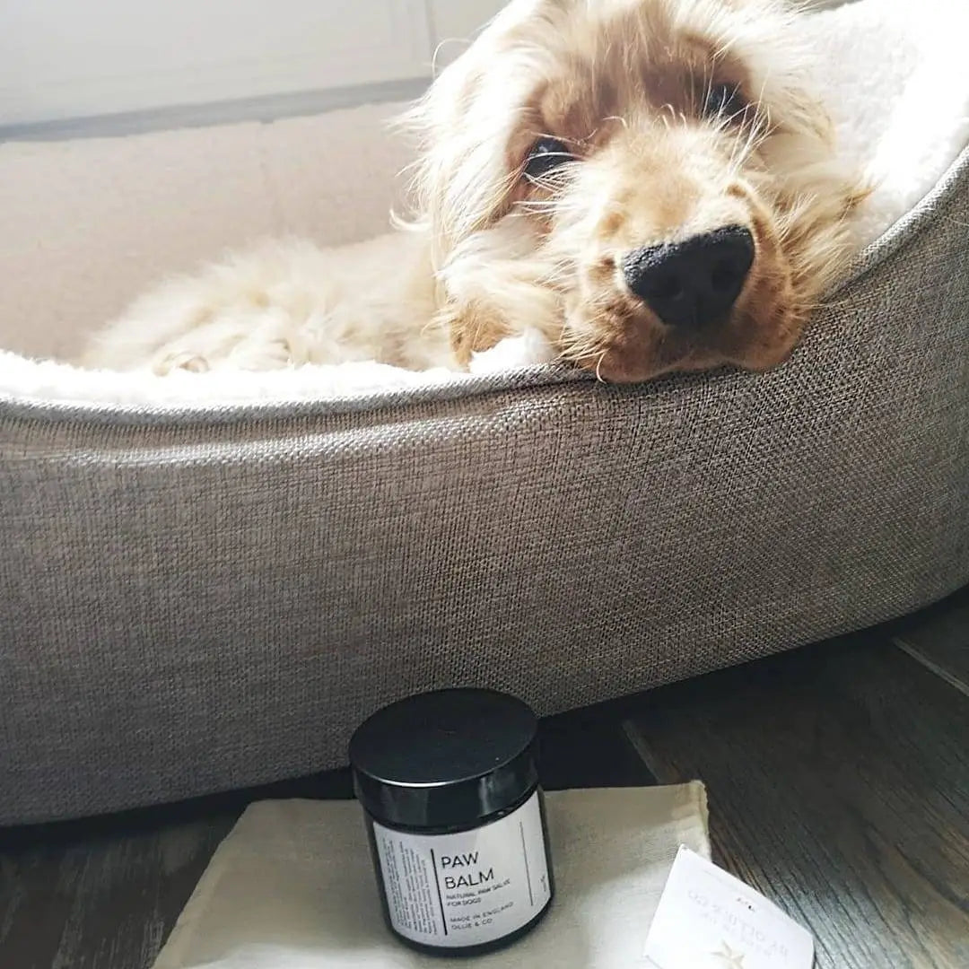 Natural Dog Paw Balm